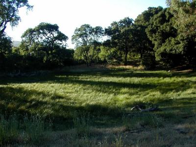 Empty, Grassy pond