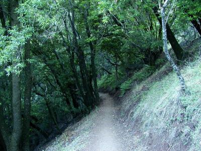 0P6191943_ZinfadelTrailIF.jpg