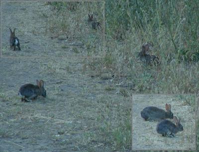 Bunnies by the pond