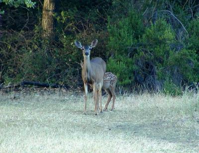 Deer family