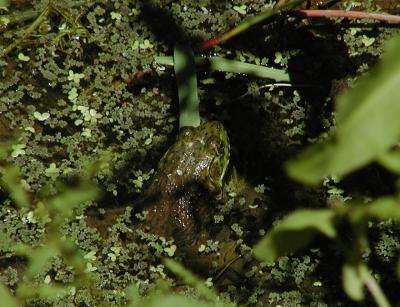 Frog at the pond