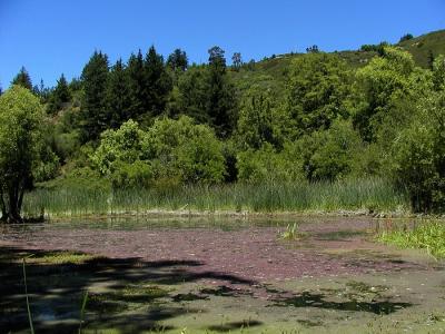 The pond at the Santa Cruz Mountains