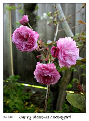 Pink Cherry blossoms in the yard