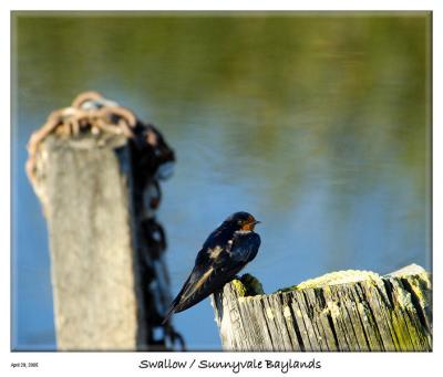 Swallow taking a break