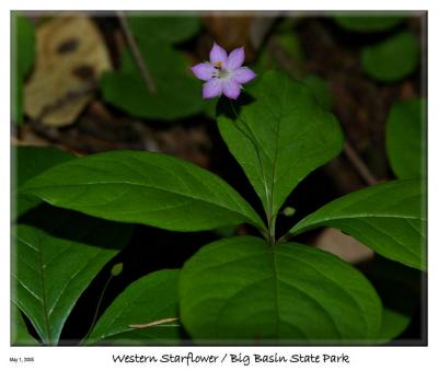 Western Starflower