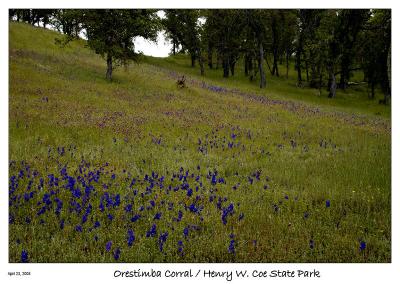 u11/bryan_murahashi/medium/42836493.042305_DSC_4663_LarkspurOwlsClover.jpg