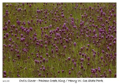 u11/bryan_murahashi/medium/42836518.042405_DSC_4873_OwlsClover.jpg