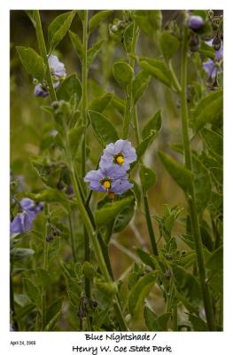 Blue Nightshade at the top of the first Burra Peak