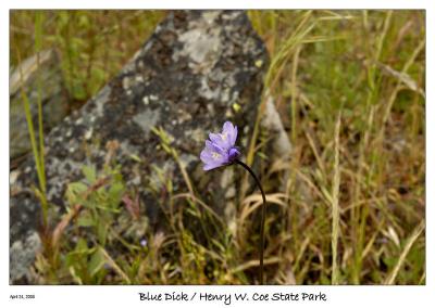 u11/bryan_murahashi/medium/42836523.042405_DSC_4916_BluDick.jpg