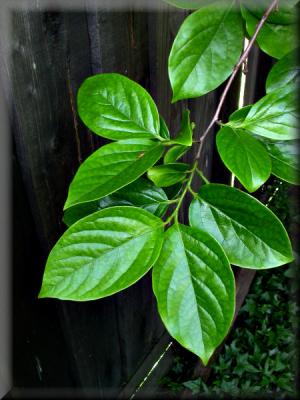 New, shiny Persimmon Leaves