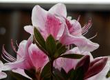 Azaleas after the rain