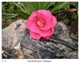 Fallen Camellia blossom