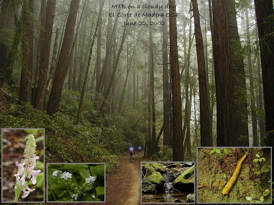 El Corte de Madera Open Space Preserve