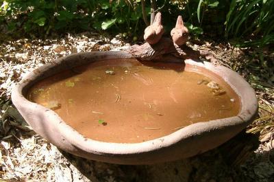 birdbath