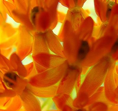 Butterfly Weed I