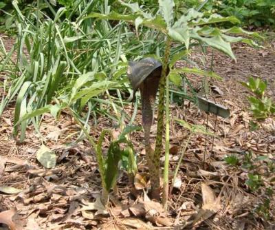 Arisaema taiwanense