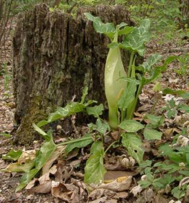 Arum italicum 'Marmoratum'