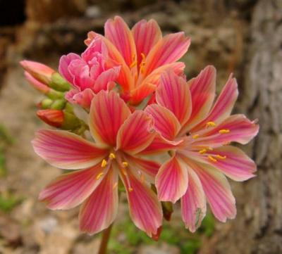 Lewisia sp.