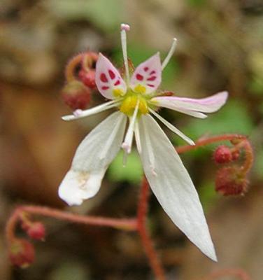 Saxifraga stolonifera (Strawberry Begonia)