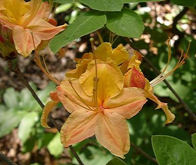 R. Gregory Bald seedling