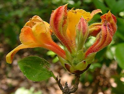 R. Gregory Bald seedling