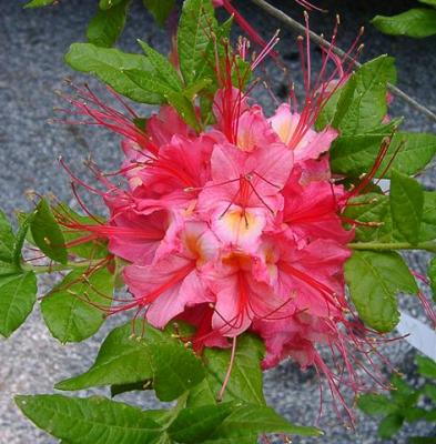 R. Gregory Bald seedling