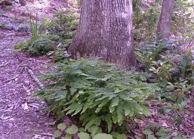 Maidenhair fern; Buxus 'Kingsville Dwarf' at left rear