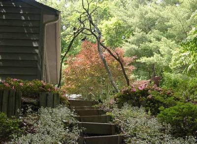 view north, up the steps to the garage, A. p. 'Bloodgood' thru the arch