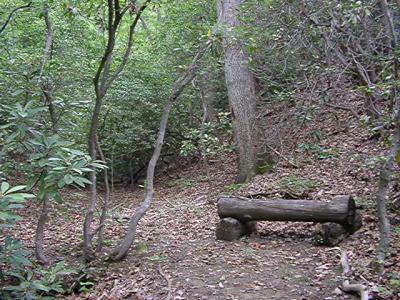 meditation spot north of shed along stream bed