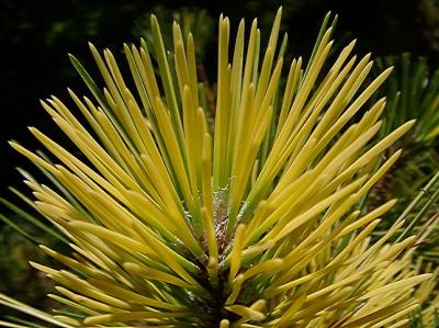 Pinus thunbergi 'Aocha Matsu'