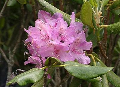 Rhododendron catawbiense