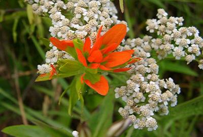 Castilleja coccinea (Indian Paint-brush). Achillea millefolium (Yarrow)
MP 437.1 S