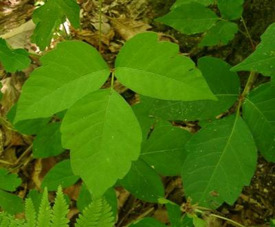 leaves of three, leave them be (Poison Ivy)