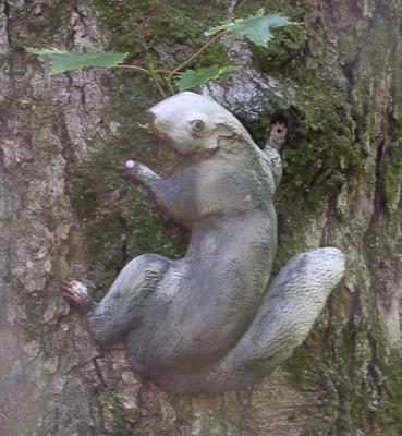 Lynn's squirrel