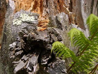 Fraser fir stump