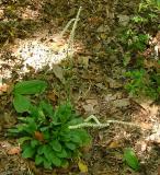 Chamaelirium luteum (Devil's Bit, Fairy Wand)