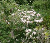 R. arborescens
MP 409.8 N