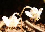 Chimaphila maculata (Spotted Wintergreen)