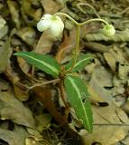 Chimaphila maculata (Spotted Wintergreen)