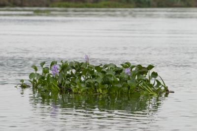 Water hyacinths break loose upriver