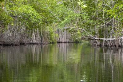 Black River Mangroves