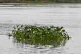 Water hyacinths break loose upriver