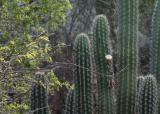 The end of the drought brought flowers to the cactus