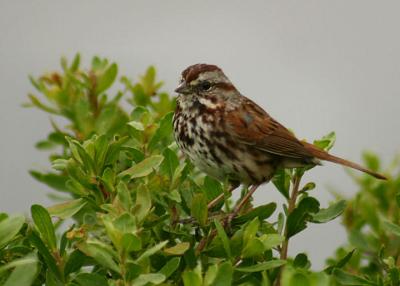 Bird_4078.jpg