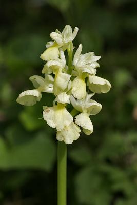 Blasses Knabenkraut (Orchis pallens)