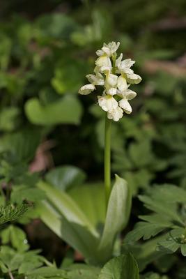 Blasses Knabenkraut (Orchis pallens) 2