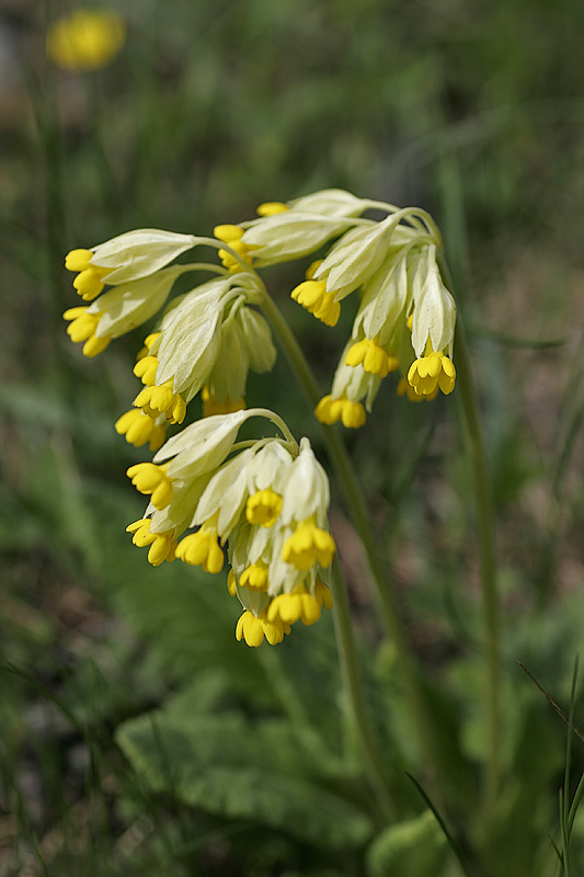Schlsselblume <I>(Primula veris L.)</I> 2