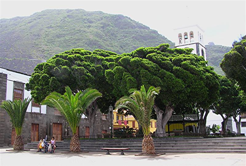 Plaza and Indian Laurel Trees.JPG