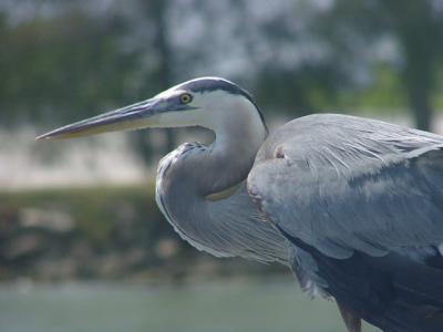 Heron - Great Blue