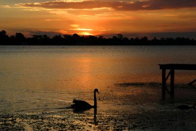 u11/canon_300d/medium/38116277.swan.jpg